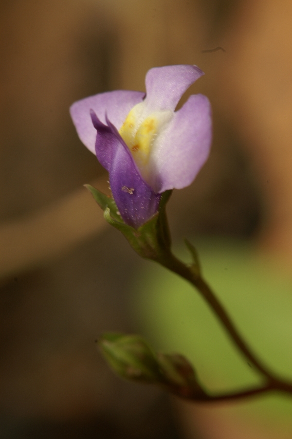 Mazus pumilio